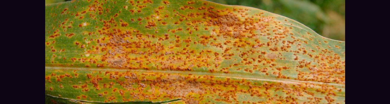 Uploaded or captured corn leaf image